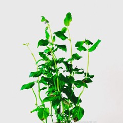 mint