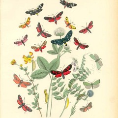 T.W.1