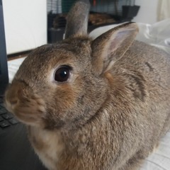 Playing Rabbits