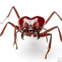 Ballsof the Pissed off Ant - by ChodeCherry