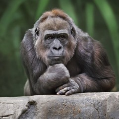 Thinking