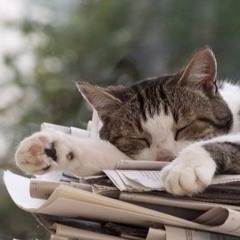 Кот - Мурчит