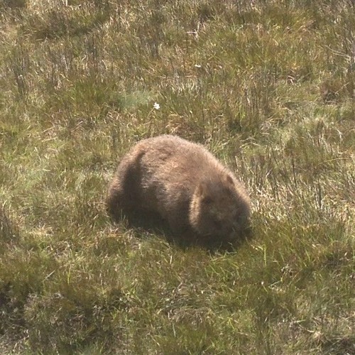 'Wandering' for quartertone flugelhorn