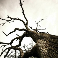 Why Did We Have To Fall