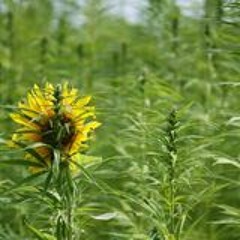 Sunflowers Do Grow