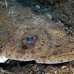 Flatfish (poem) skye boat song