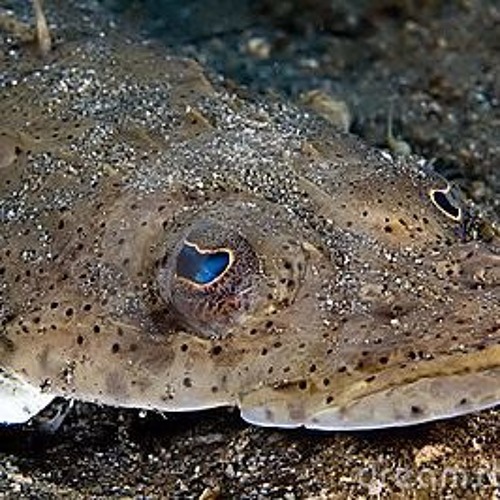 Flatfish (poem) skye boat song