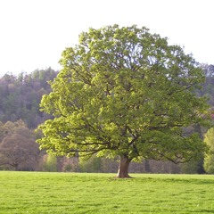 Remember Sycamore (DEMO)