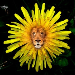 DandyLion