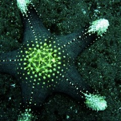 StarFish (PSILO SCRIBBLE)