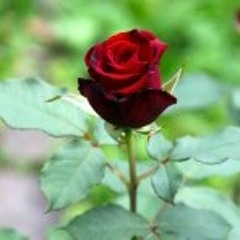 Ye Chand Sa Roshan Chehra - Instrumental 1.mp3