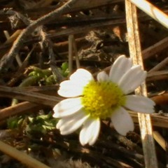 Opus02 - Ambient - TaikuDrums