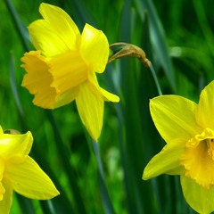 Daffodils