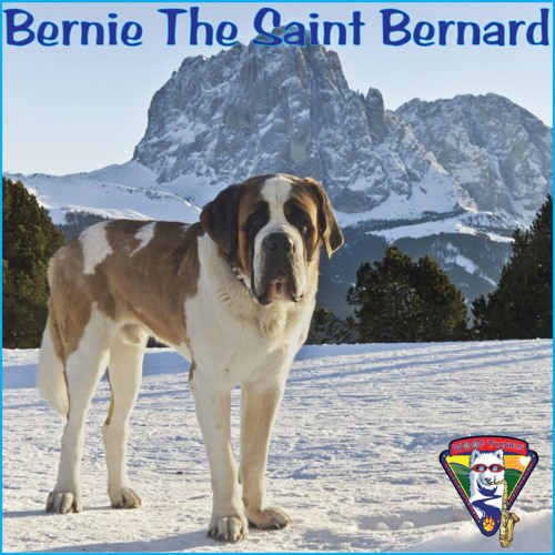 Bernie the St. Bernard
