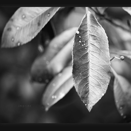 Imprint