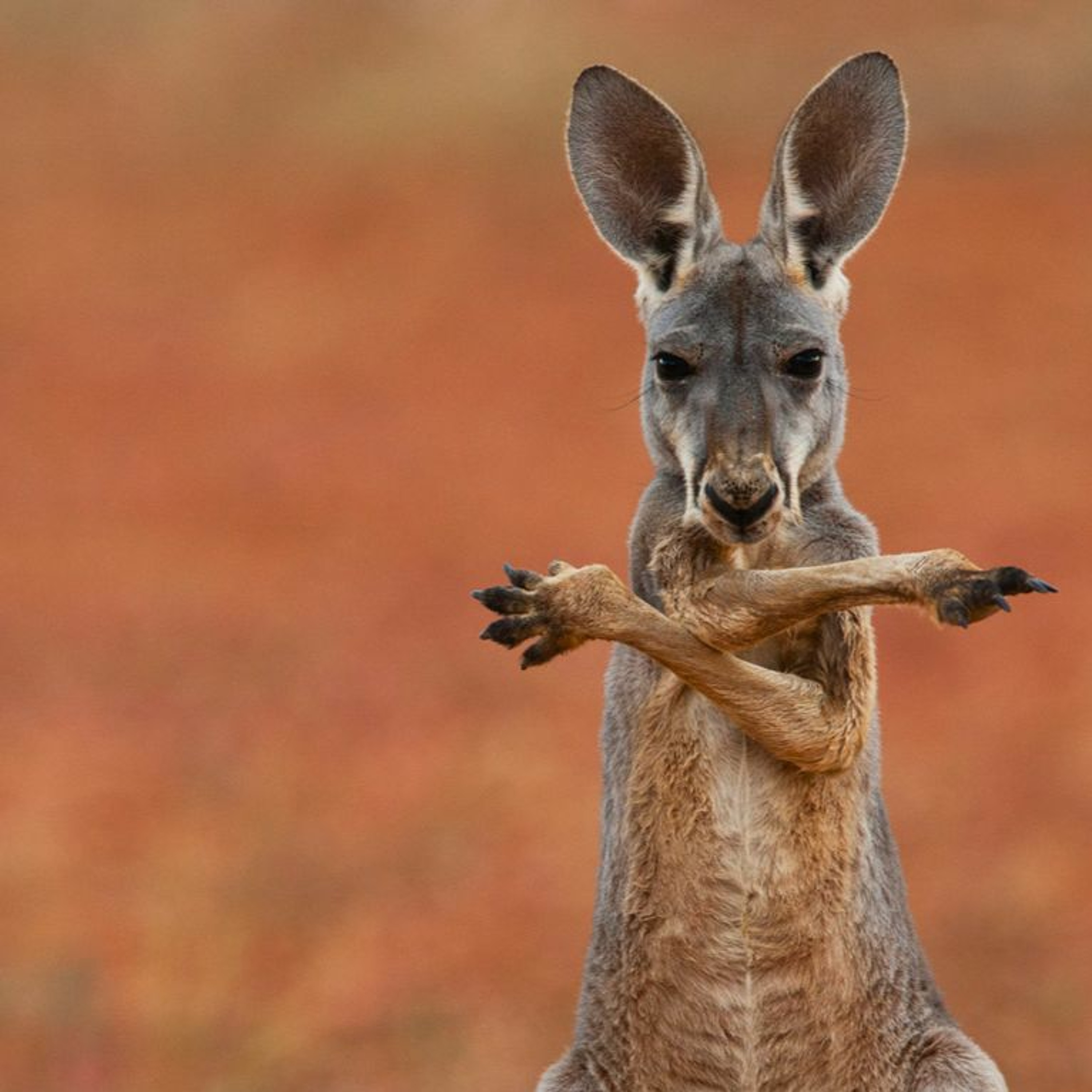Kangaroo Square Dance (Original Mix) episode artwork