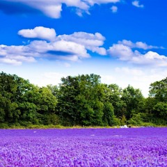 Frühlingstraum - (Franz Schubert) sung by Dennis Tschirner