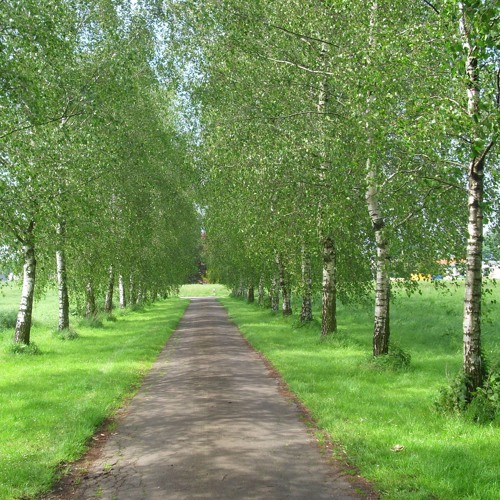 Das Wandern - (Franz Schubert) sung by Dennis Tschirner