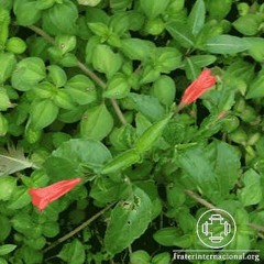 Trigueirinho - Pensamento do dia