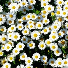 Apalah arti menunggu - Raisa (cover by Cella)