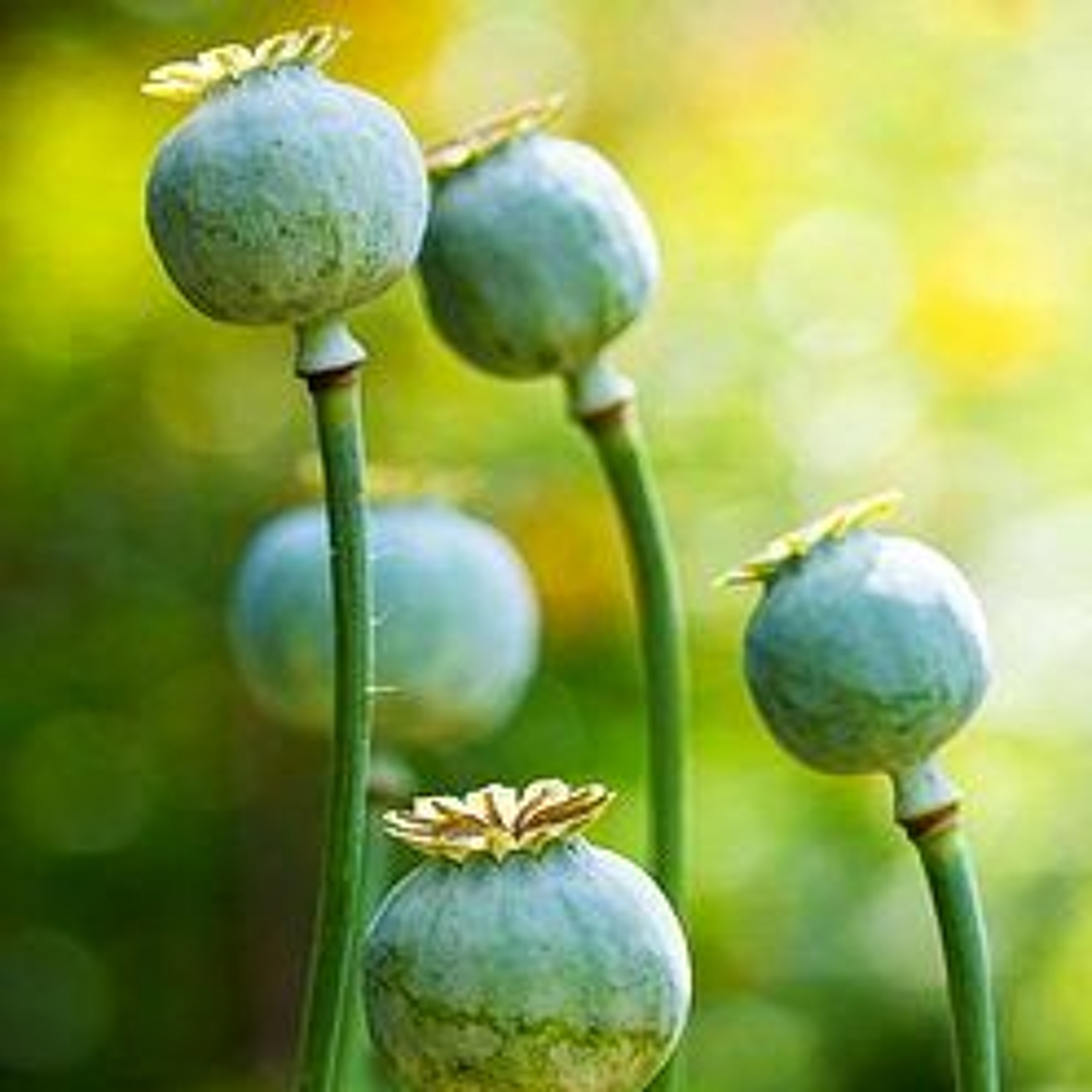 Rastie mak (Poppy Grows)