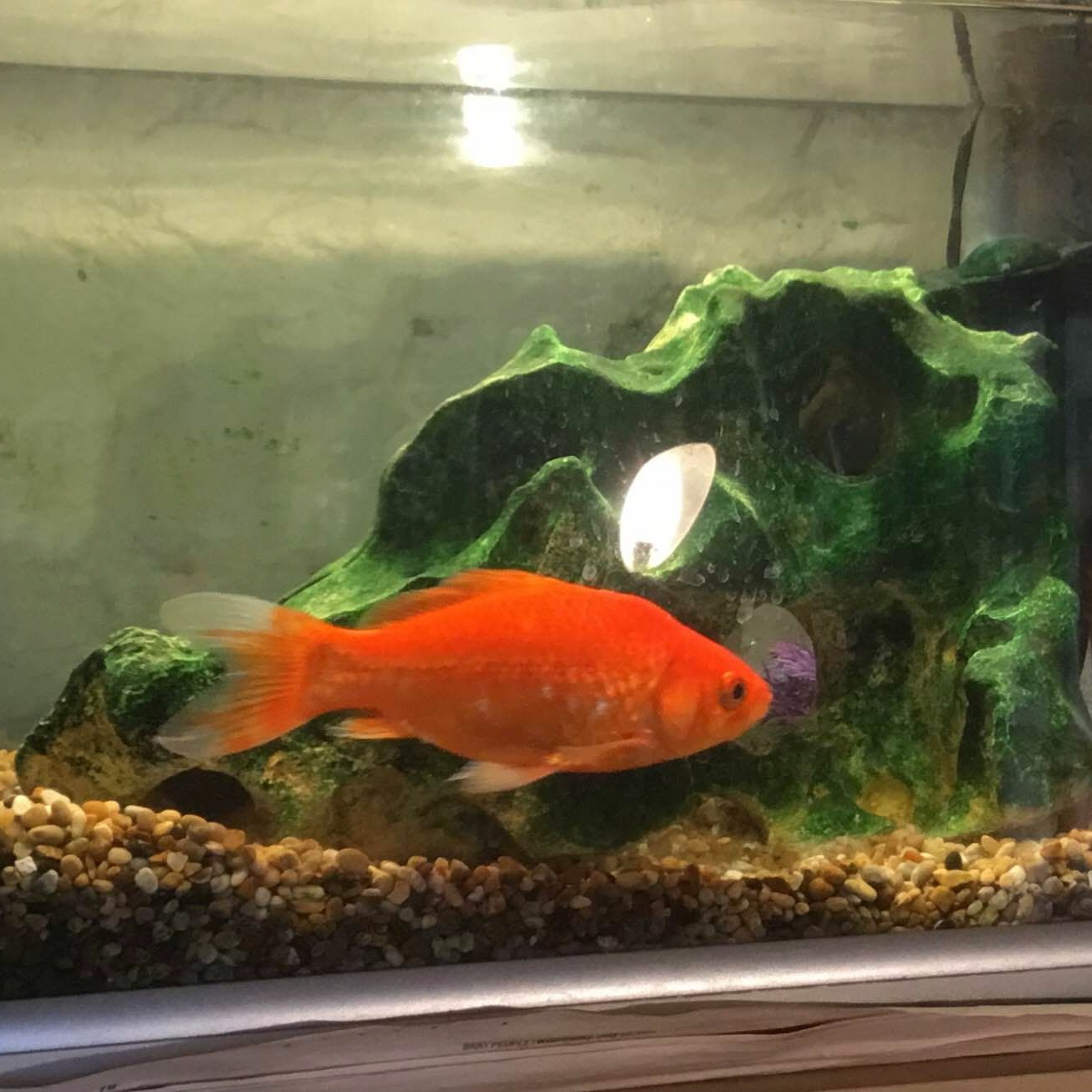 The genius of goldfish and why they always seem to die - Pete the Vet podcast