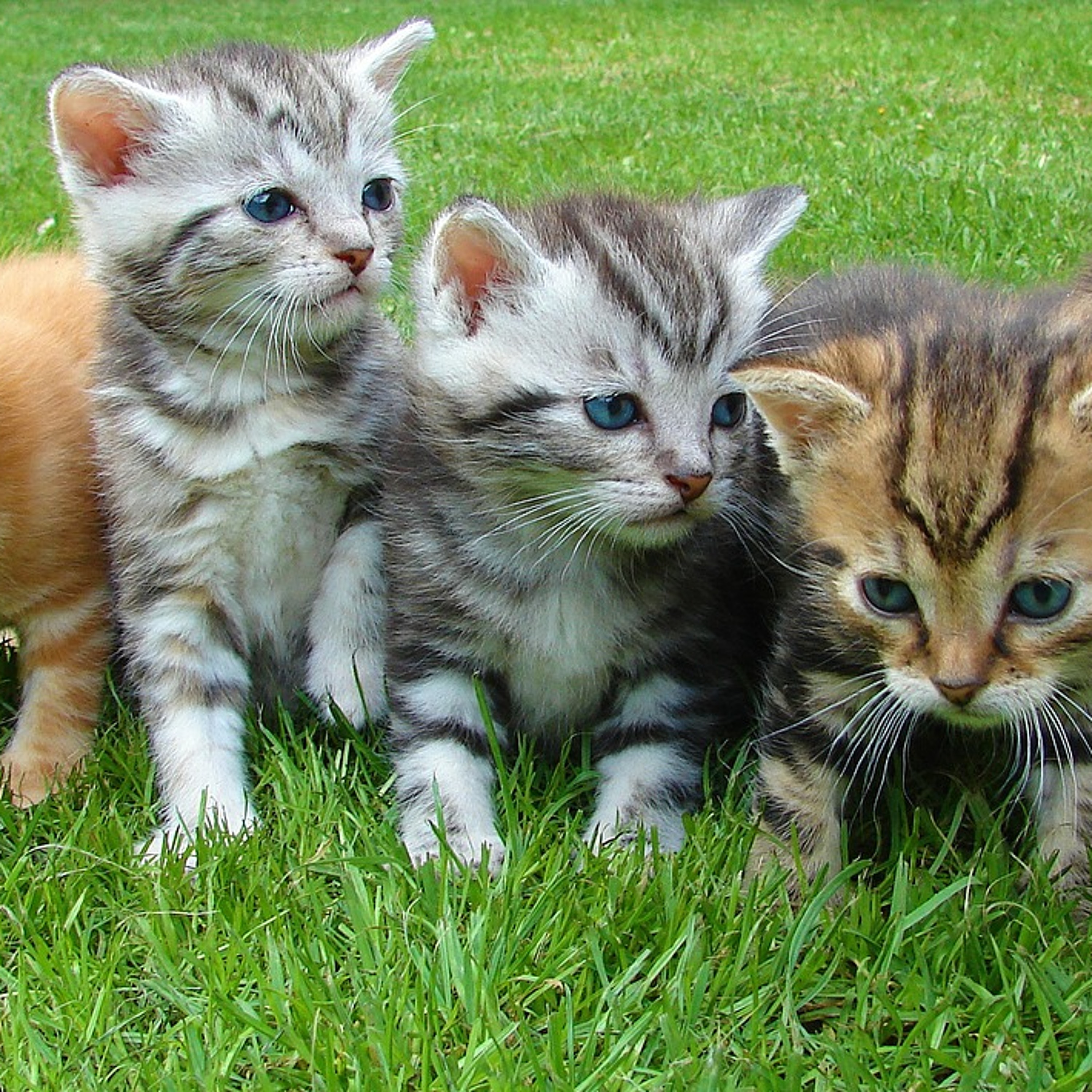 Six facts about cats from Pete the Vet