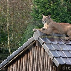 Cougar on the Roof (by Zekka)