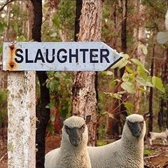 Lambs To The Slaughter
