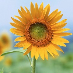 Being a Sun - London