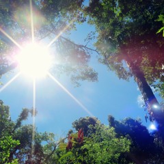 Equatorial rainforest for wind quintet_excerpt