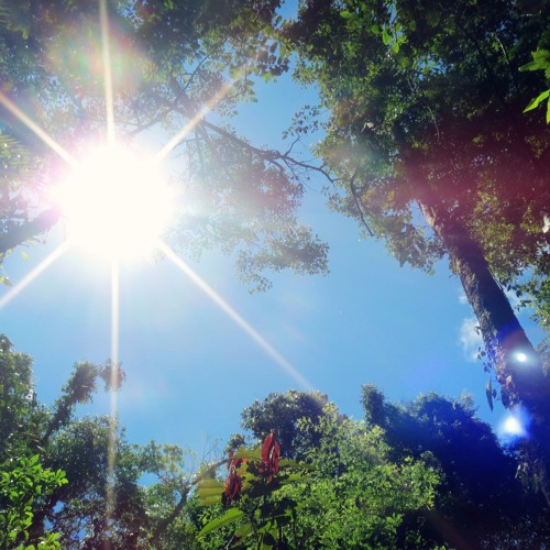 Equatorial rainforest for wind quintet_excerpt
