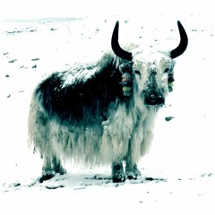 Tibet - Yaks In The Himalayas Feat. FloatWithMe and Sinth
