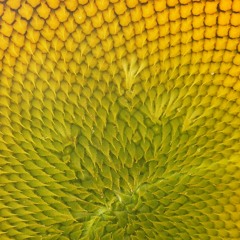 Jammin Jam (Bob Marley cover) / with Mike Rouse + Mark Carleton / 081416