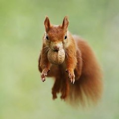 Icarus Monkey3
