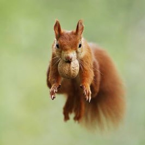 Icarus Monkey3
