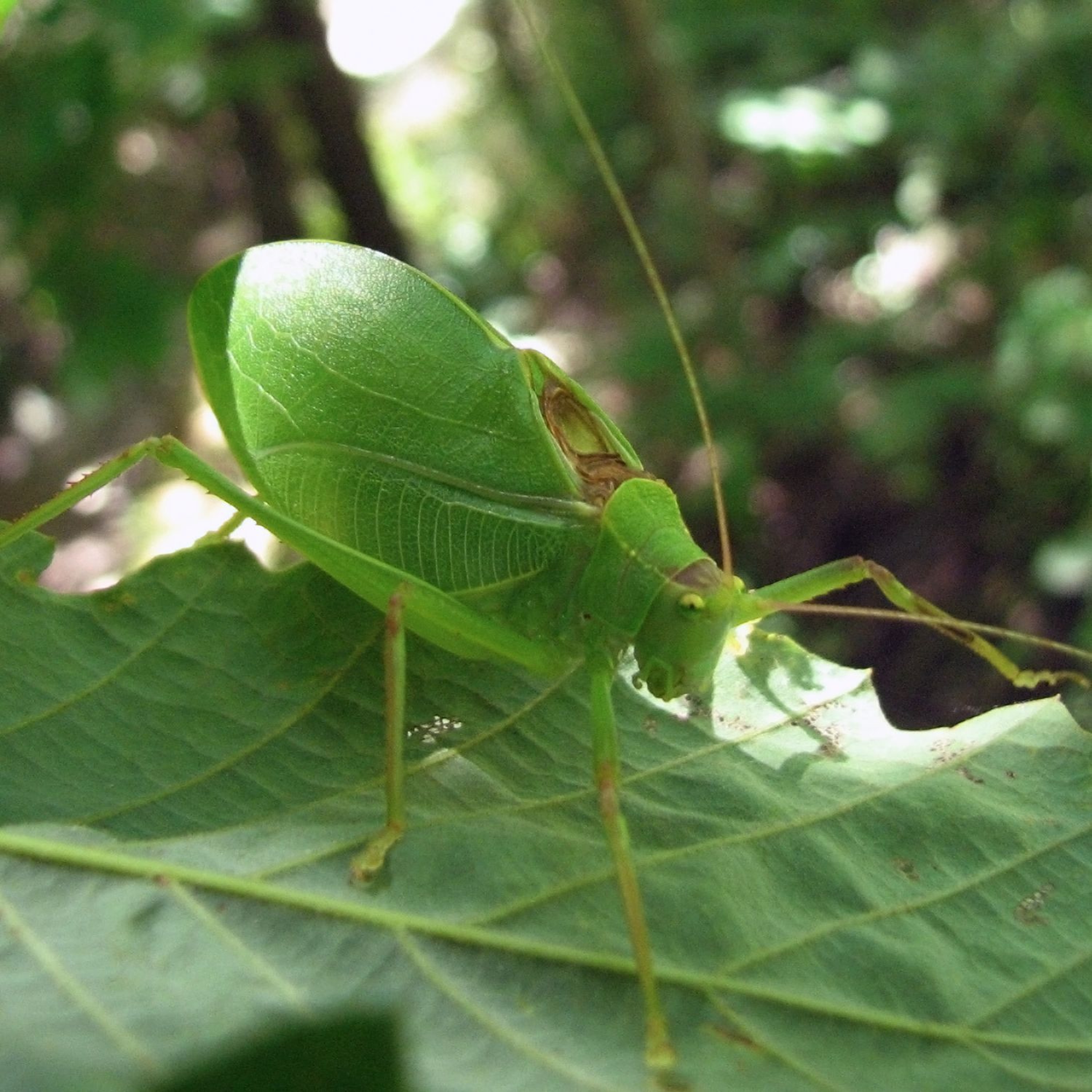 grounded Common True Katydid episode artwork