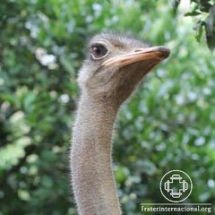 Trigueirinho - Pensamento do Dia