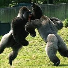 GORILLAS!