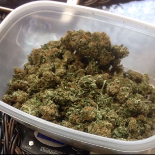 "ENEMIES "//sway.Gold//T.R.G*