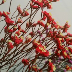 Jazzy (BattleFlips 29 Submission)