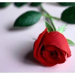 صوووووووت راااااااااائع .. اغنية في يوم وليلة وردة