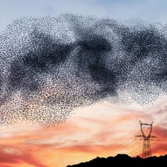 Murmuration