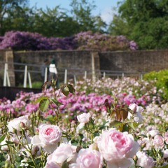 Sedia Setia - HIM x Rafie