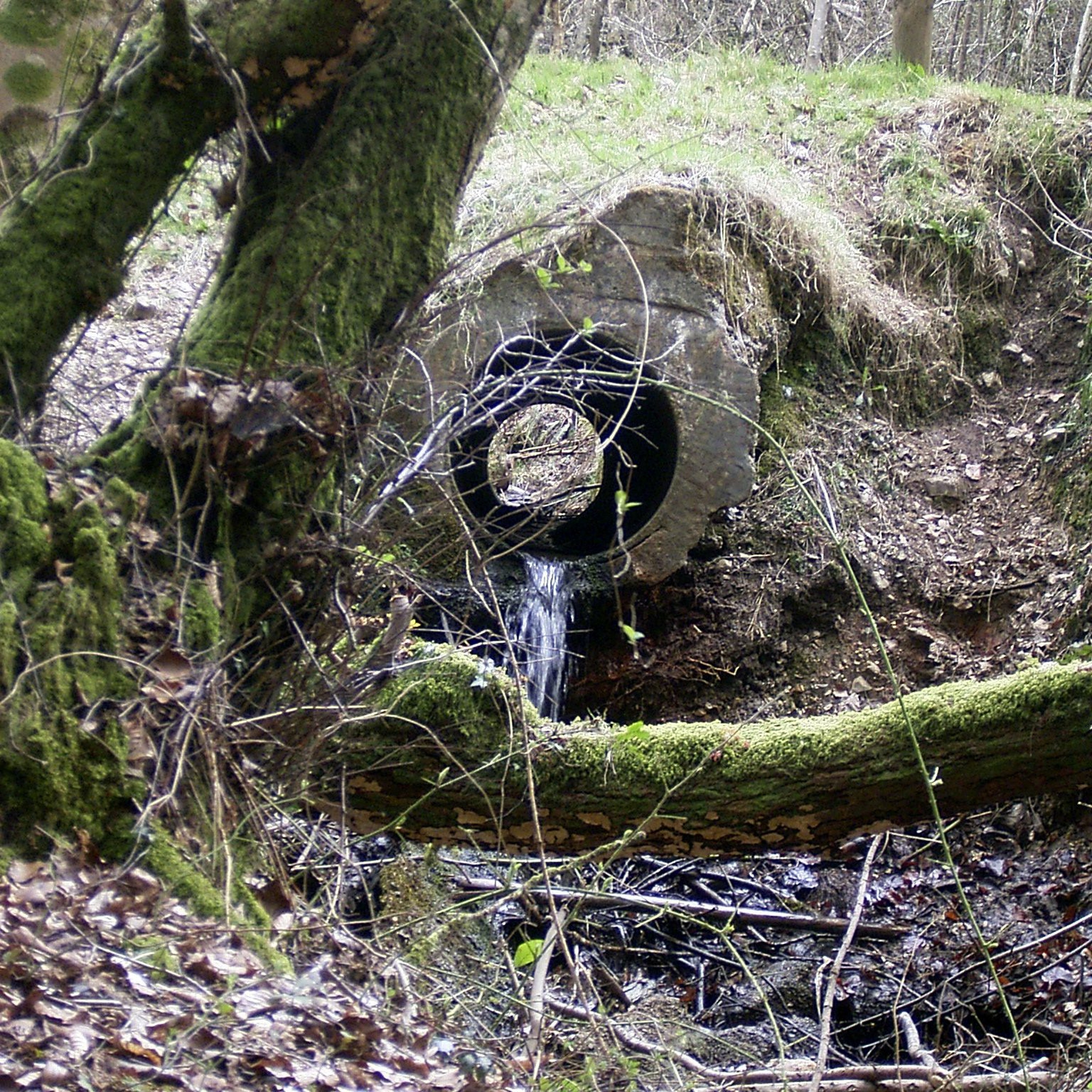 Haldon Forest Stream 1
