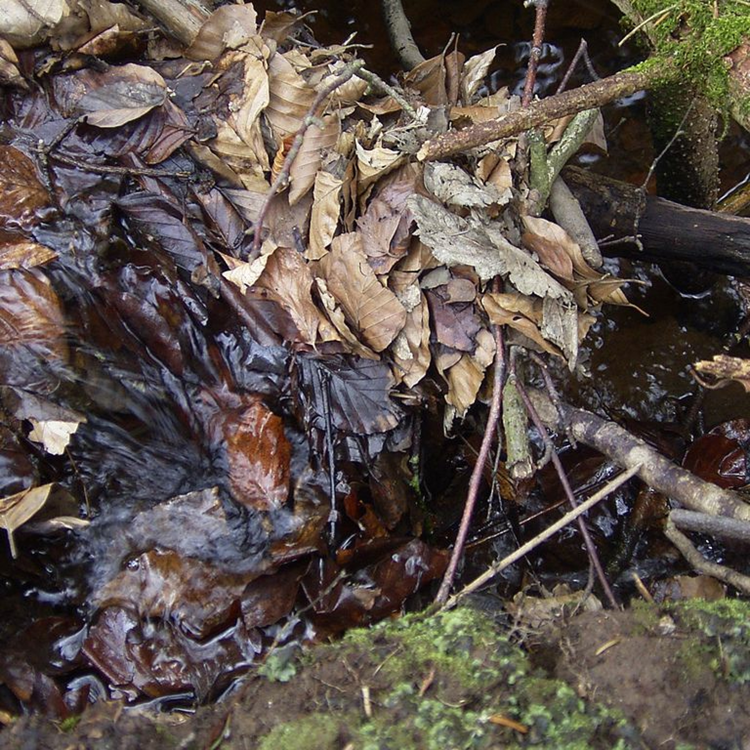 Haldon Forest Stream 3