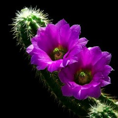 Mera dil ye pukare aaja