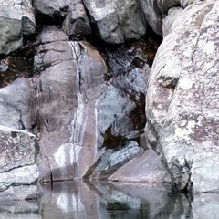 Zwei Affen Und Ein Falke