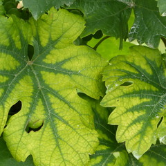 Fox-Fanfare 20th century Akkordeon