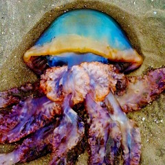 Littoral Perambulation